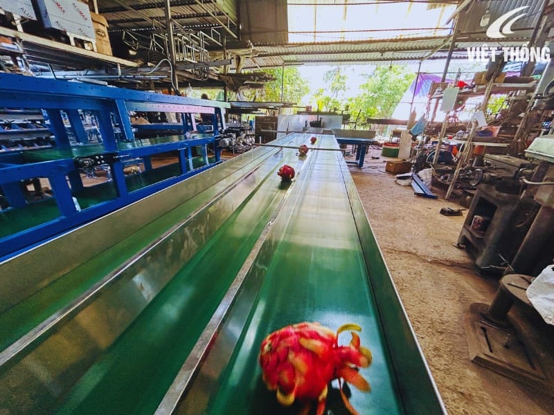 Băng tải pvc cho nông sản - tải thanh long