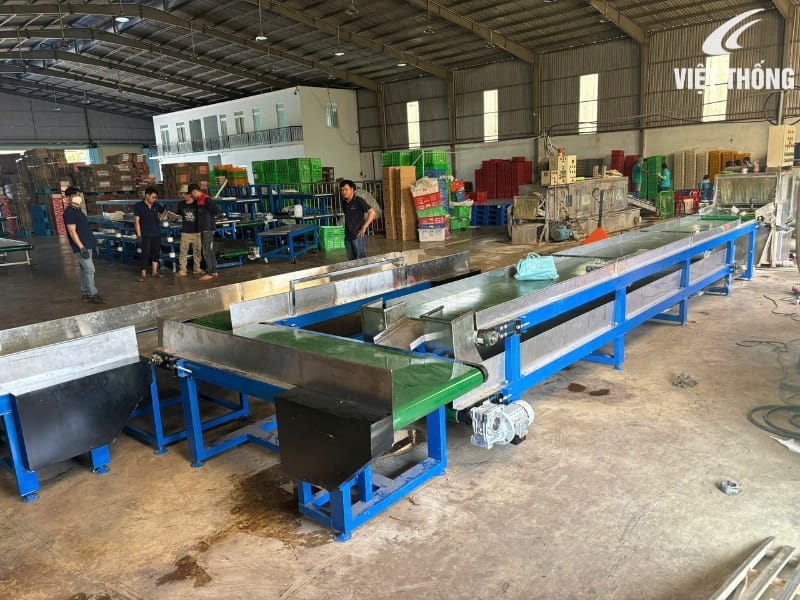 Hệ thống băng tải PVC lắp đặt tải xưởng sản xuất thanh long